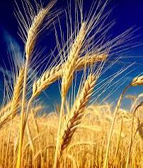 آغاز فعالیت 13 مرکز خرید تضمینی گندم در مازندران