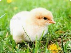 ثبت بیش از ۲۱۲ میلیون قطعه جوجهریزی در مزارع مرغ گوشتی استان