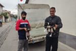 سگهای بلاصاحب در حال جمع آوری هستند