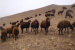 آغاز مرحله نخست واکسیناسیون رایگان تب برفکی /بیش از 1میلیون رأس دام علیه بیماری تب برفکی ایمن می شوند